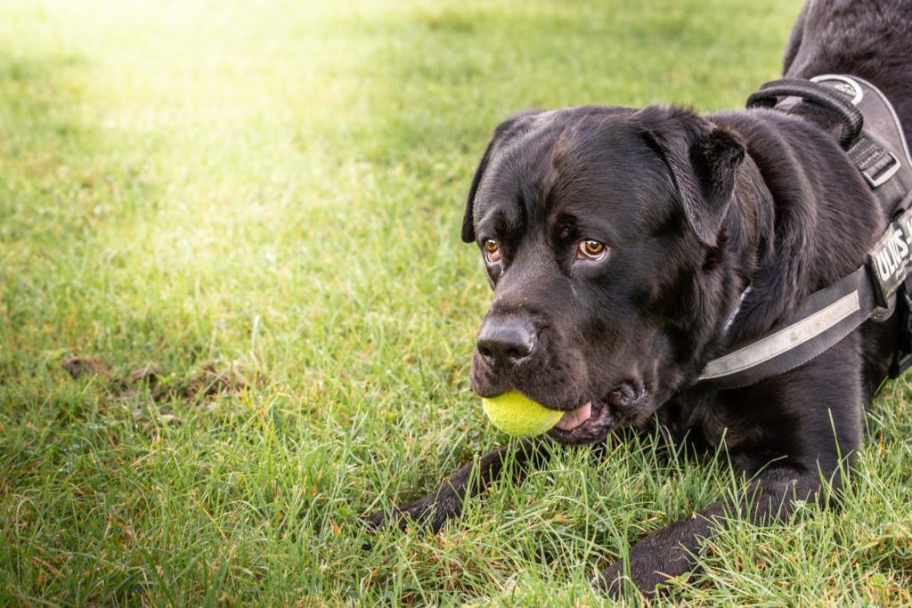 Dog with ball in mouth