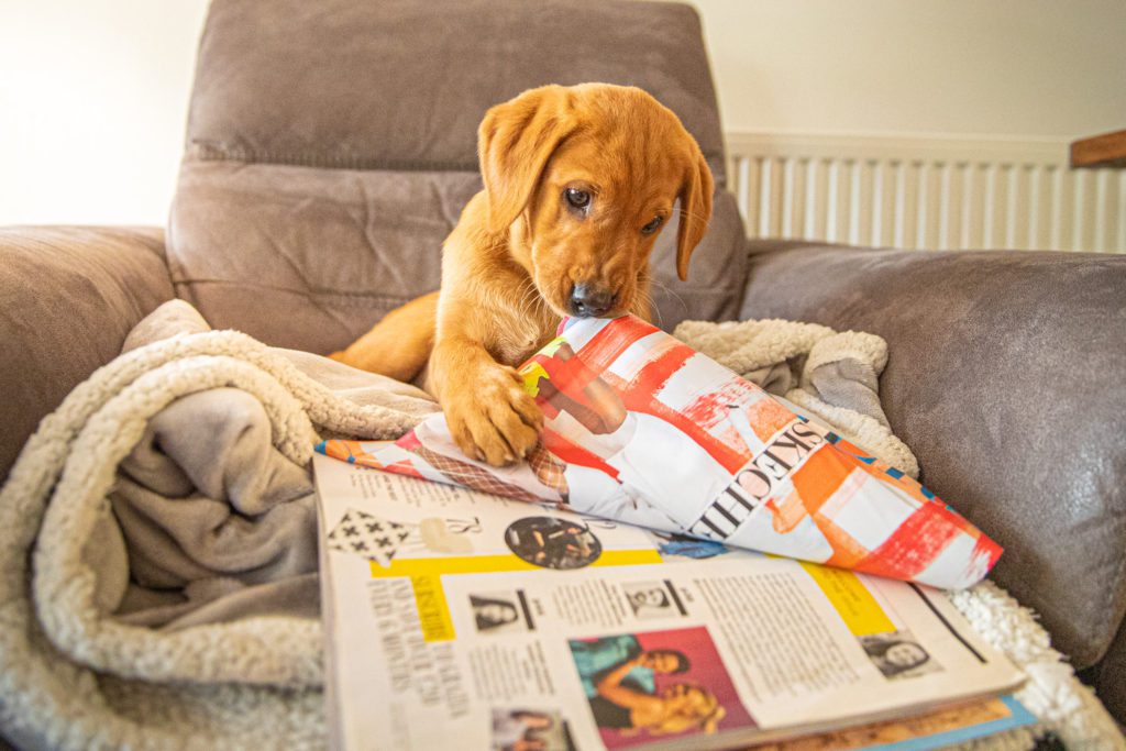 Puppy chewing newpaper