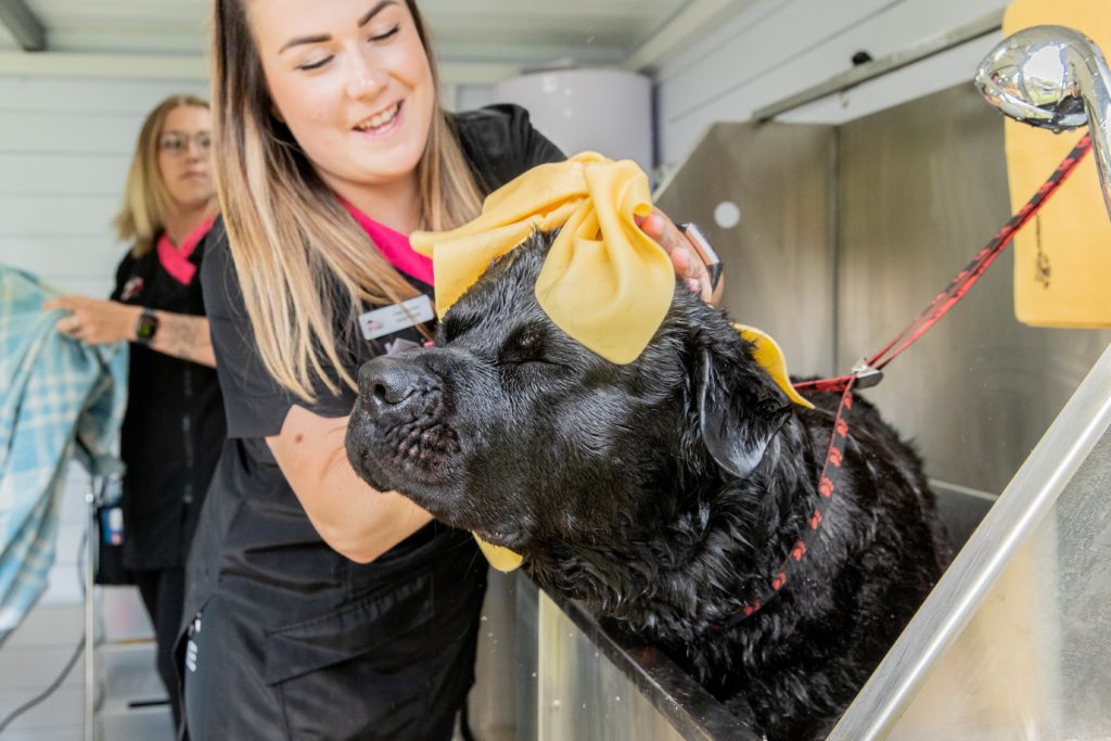 Dog Grooming
