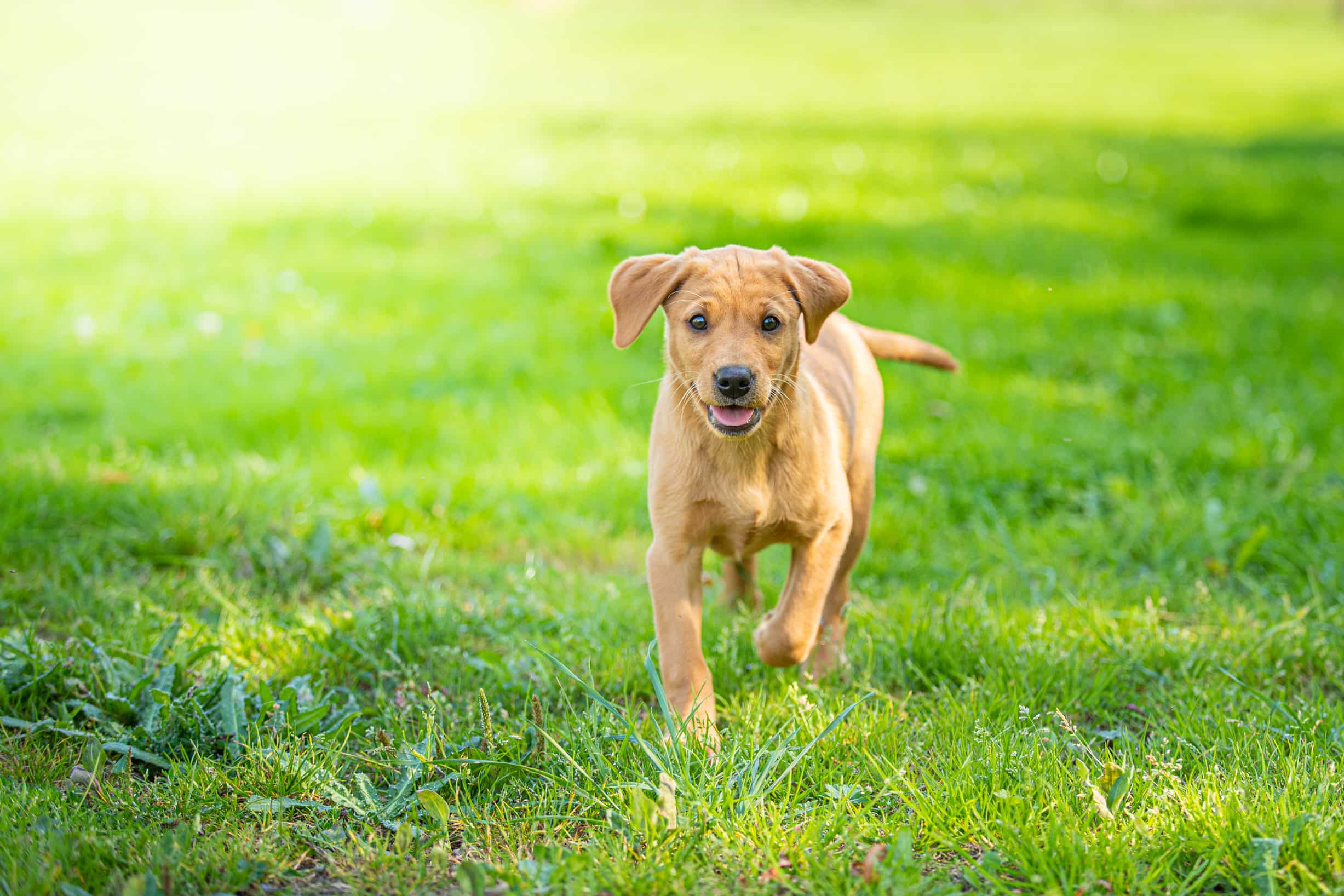 We Love Pets | Puppy