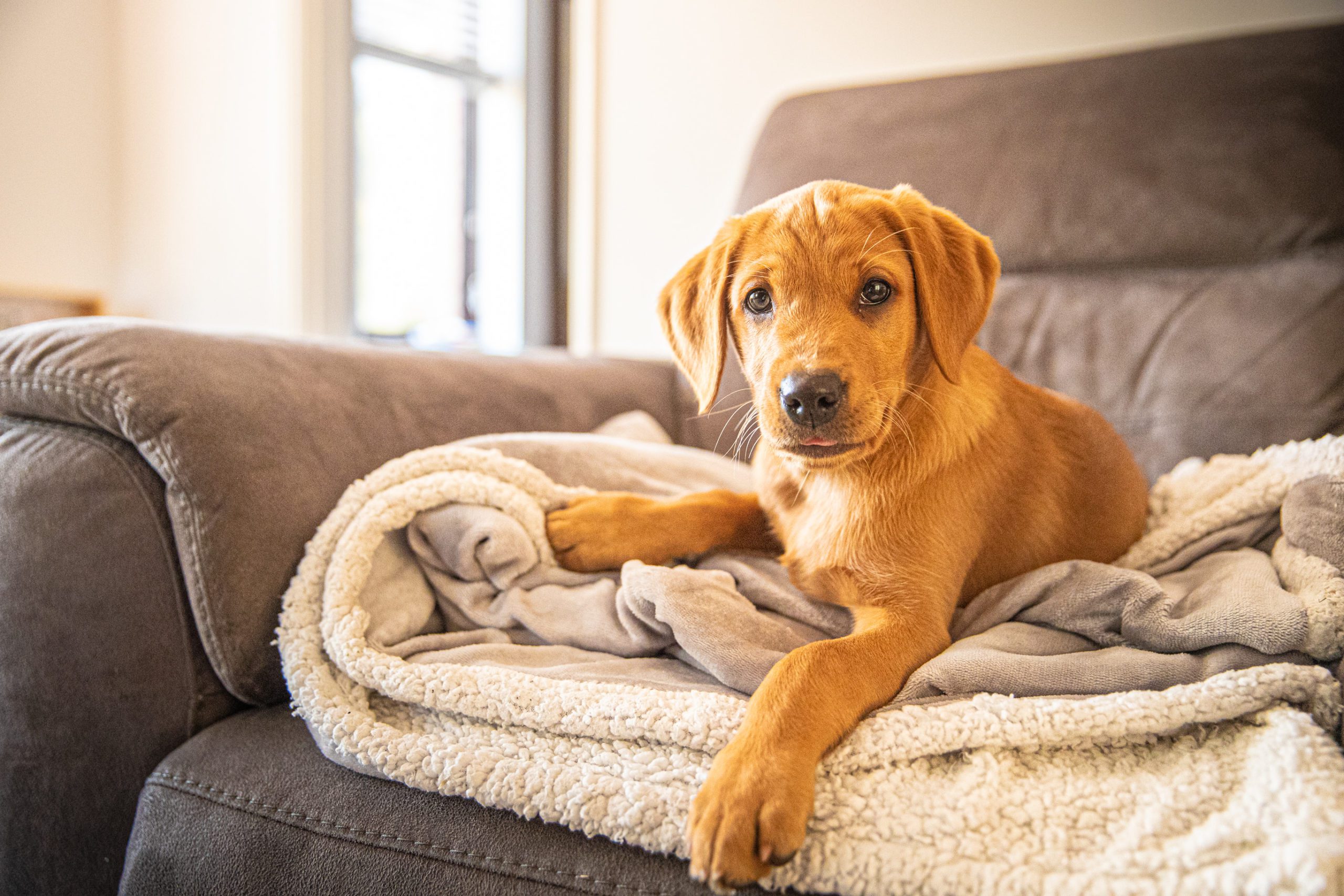 Puppy on a couch