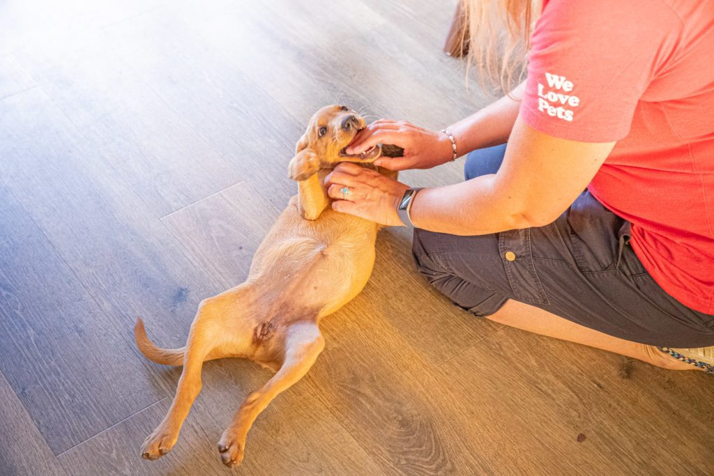 Experienced dog carers