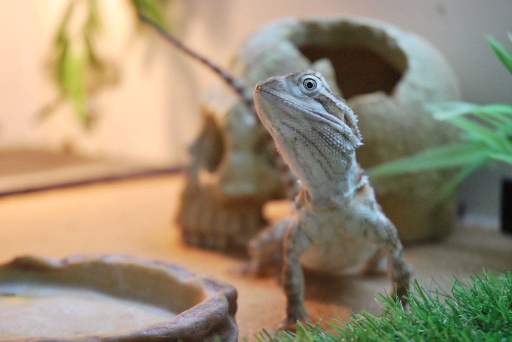 Reptiles & Exotic Care