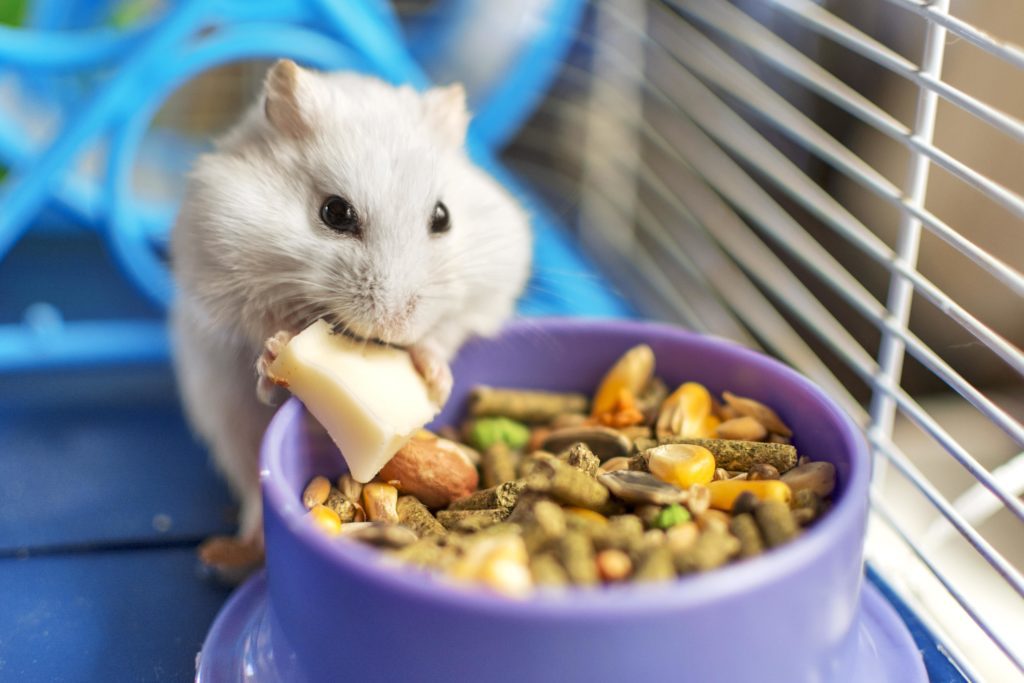 Small Animal Care