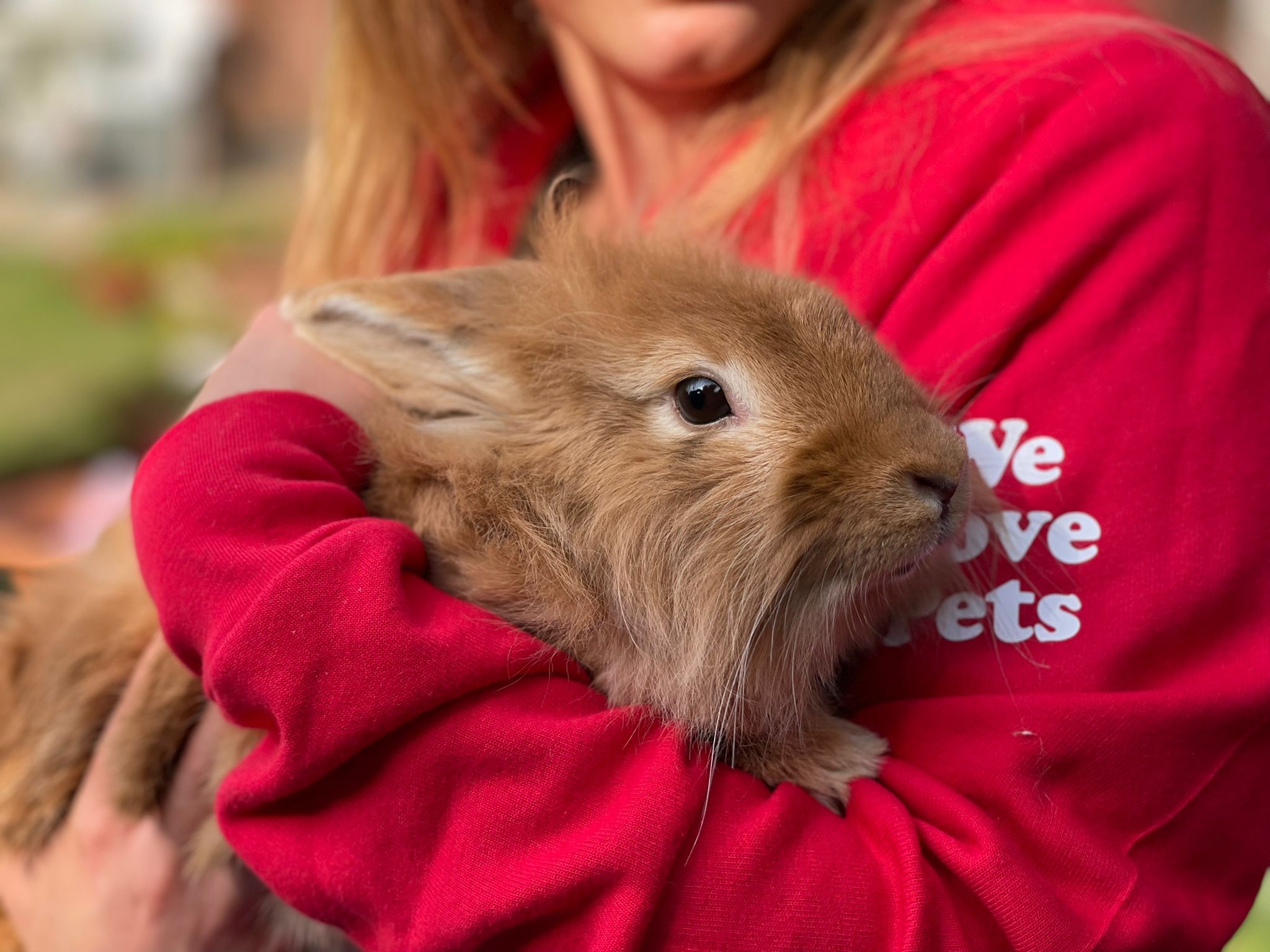 Woman holding brown bunny