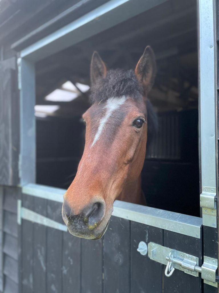 Horse and Equestrian Care