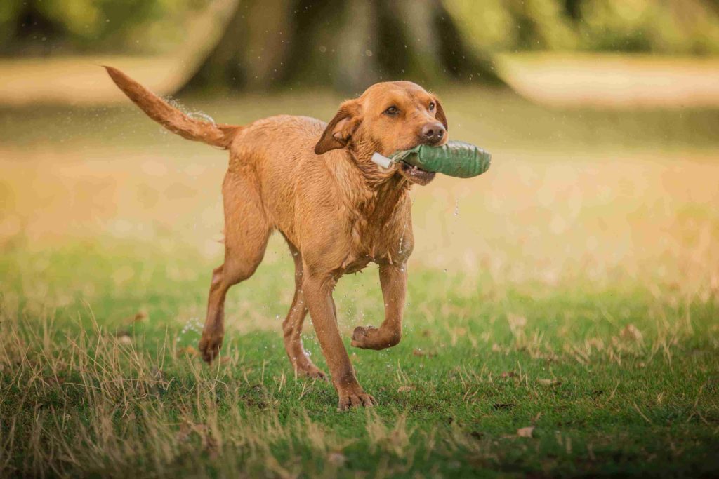 Socialisation through play