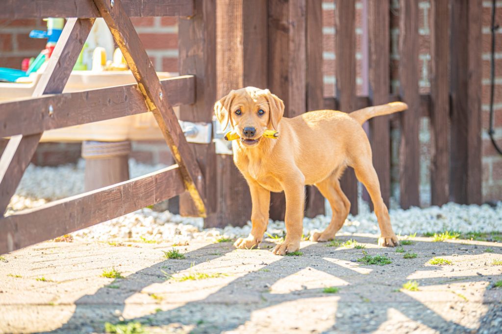 Free puppy food