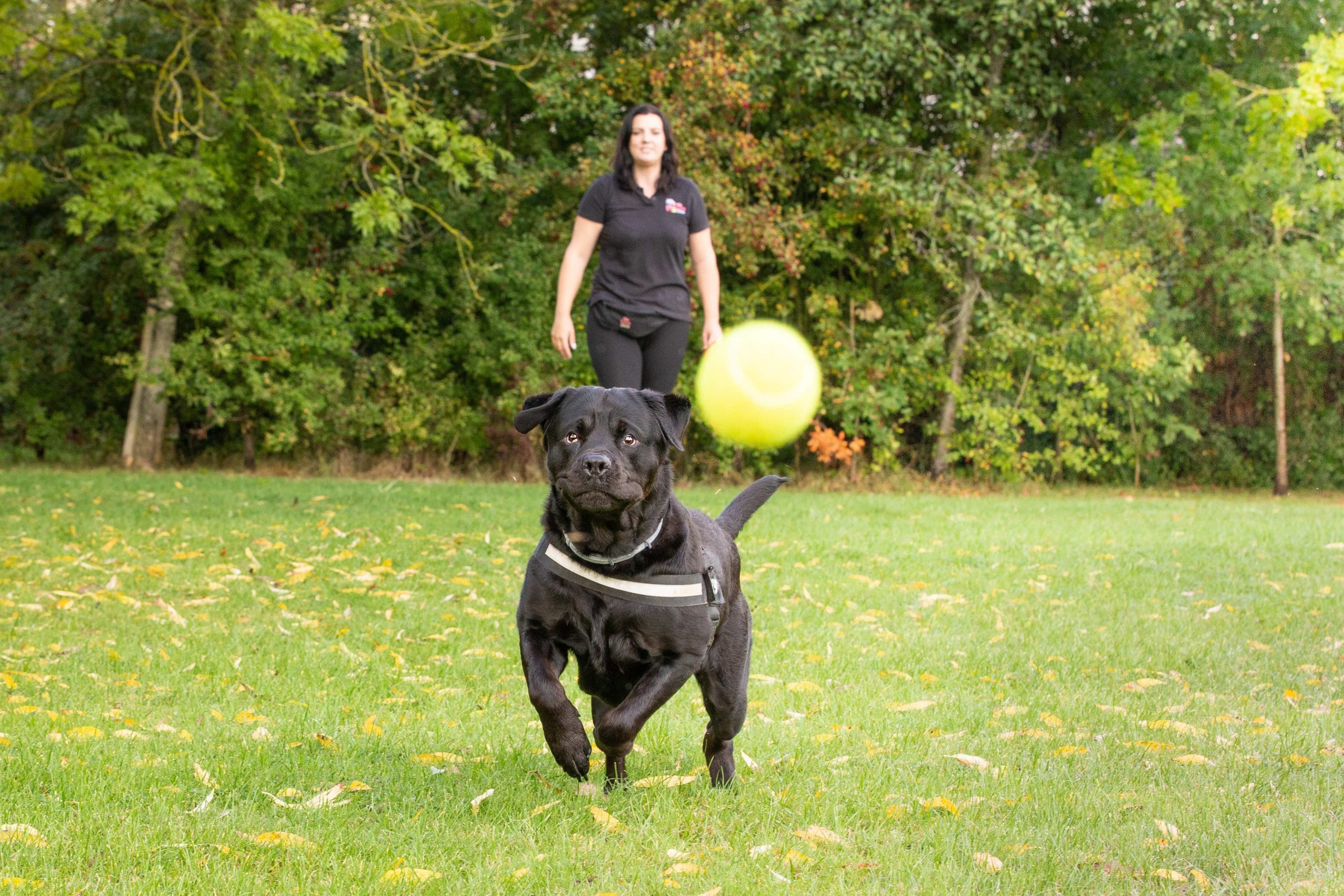 Black dog chasing a ball