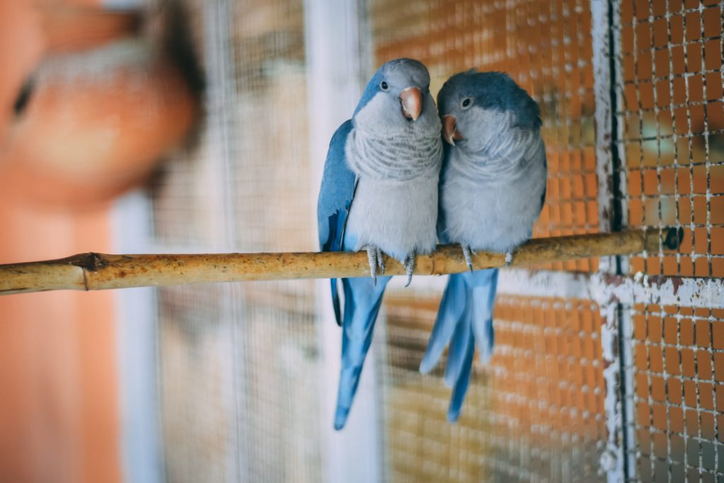 Two blue birds in a cage