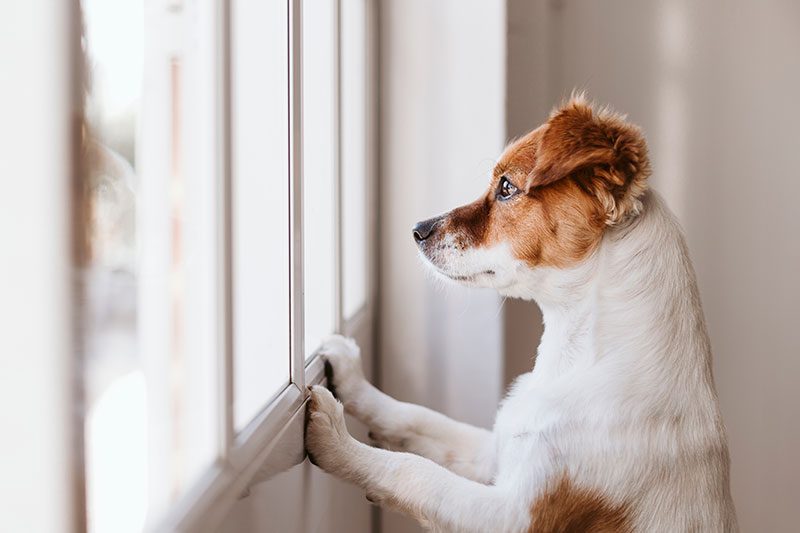 Dog at door