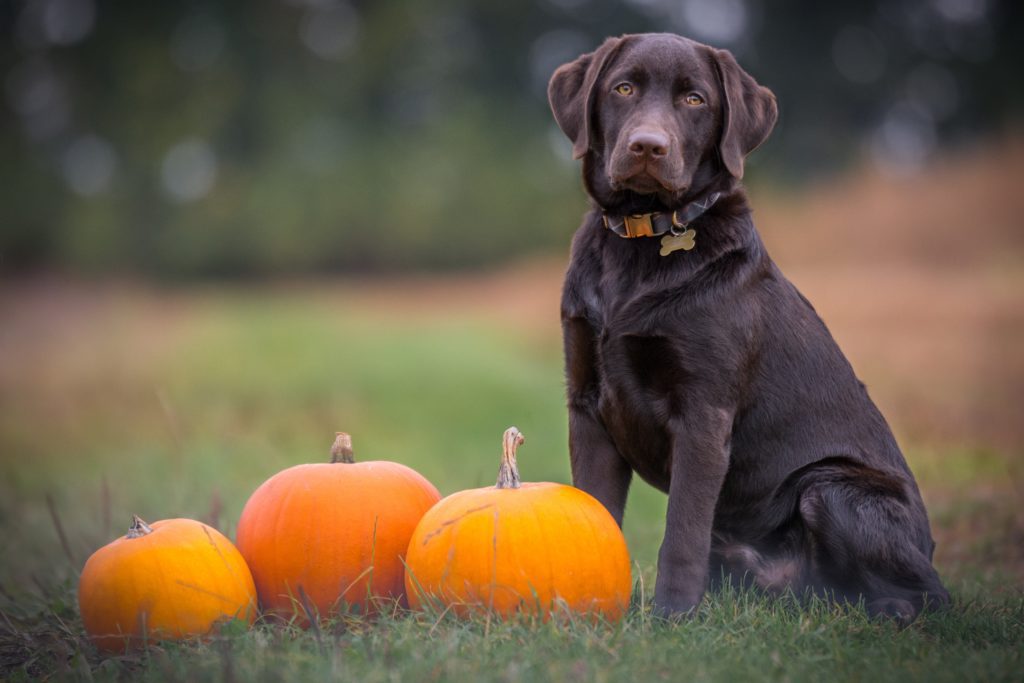 Dog sitting next to pumpkins