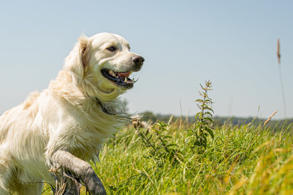 Labrador with muddy paws in the grass