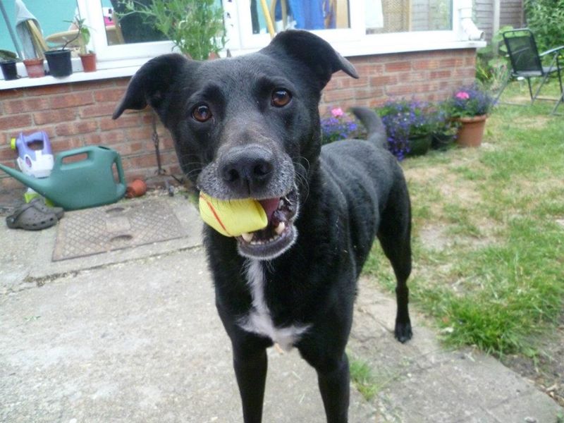 Labrador with a tennis ball in it's mouth