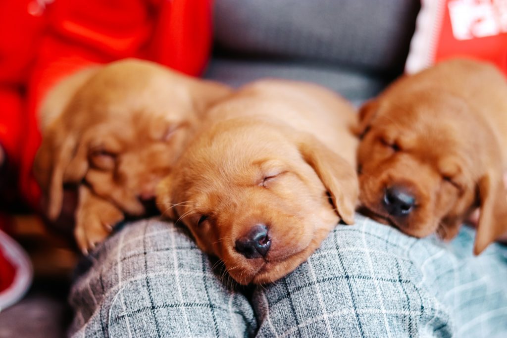 Puppies sleeping on a persons lap