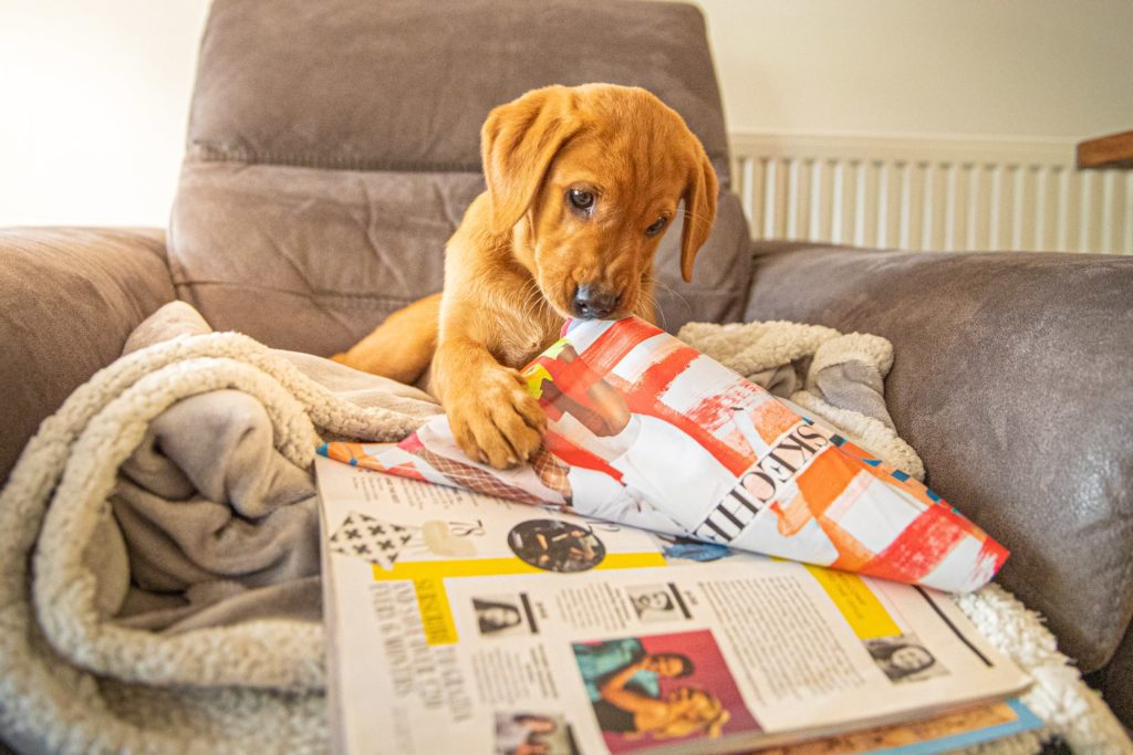 Puppy chewing on a newspaper on a couch