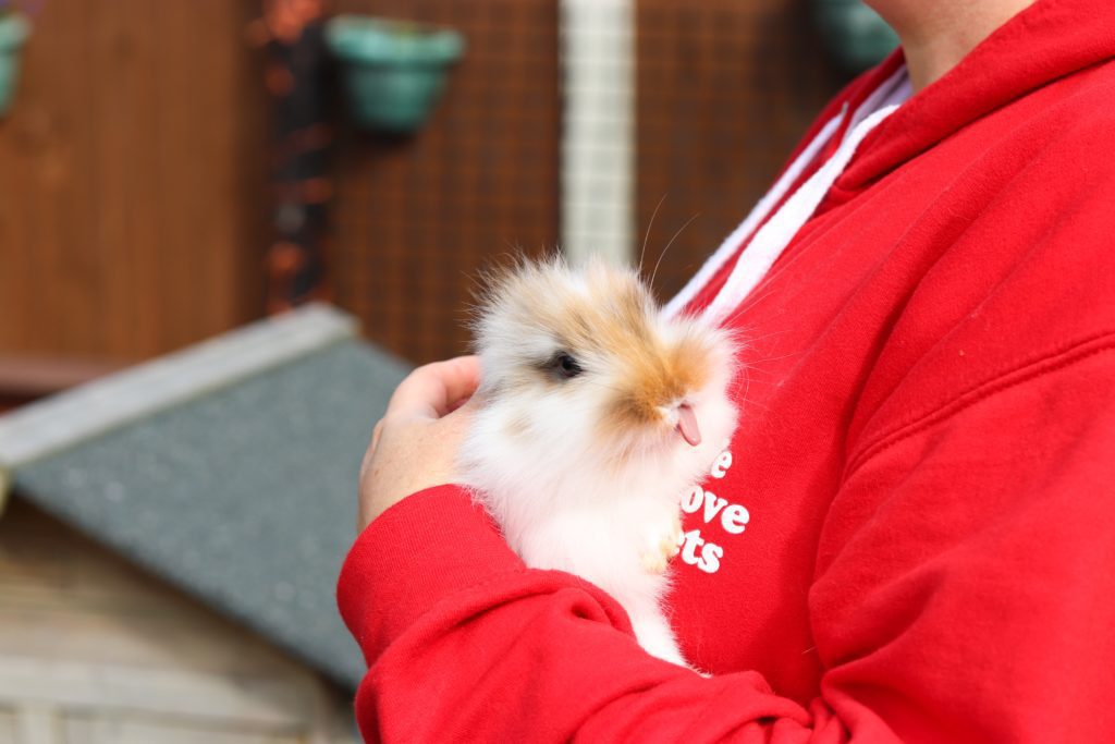 Person holding a rabbit in their arms