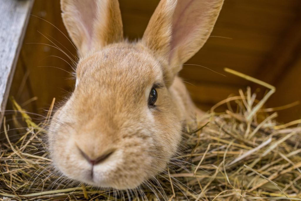 Rabbit in straw looking at the camera