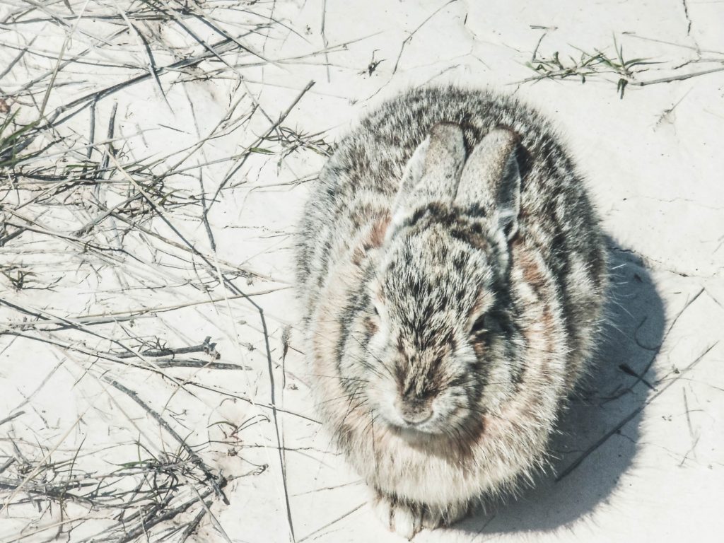 Rabbit sitting in the snow