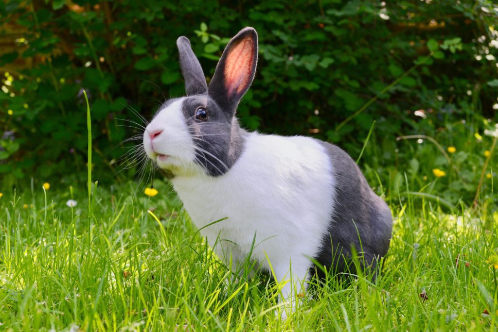 Bunny eating grass