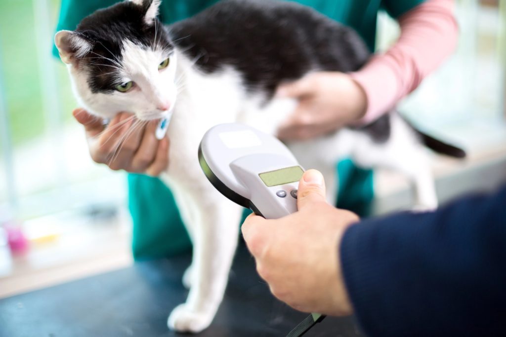 Cat being scanned
