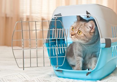 Cat sitting in a blue and grey crate