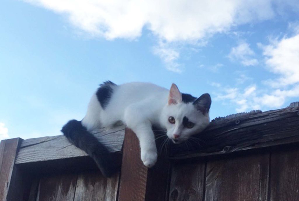 Cat on top of a fence