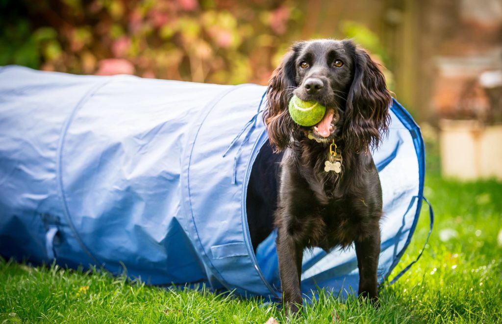 Dog coming out of agility tunnel with ball in mouth