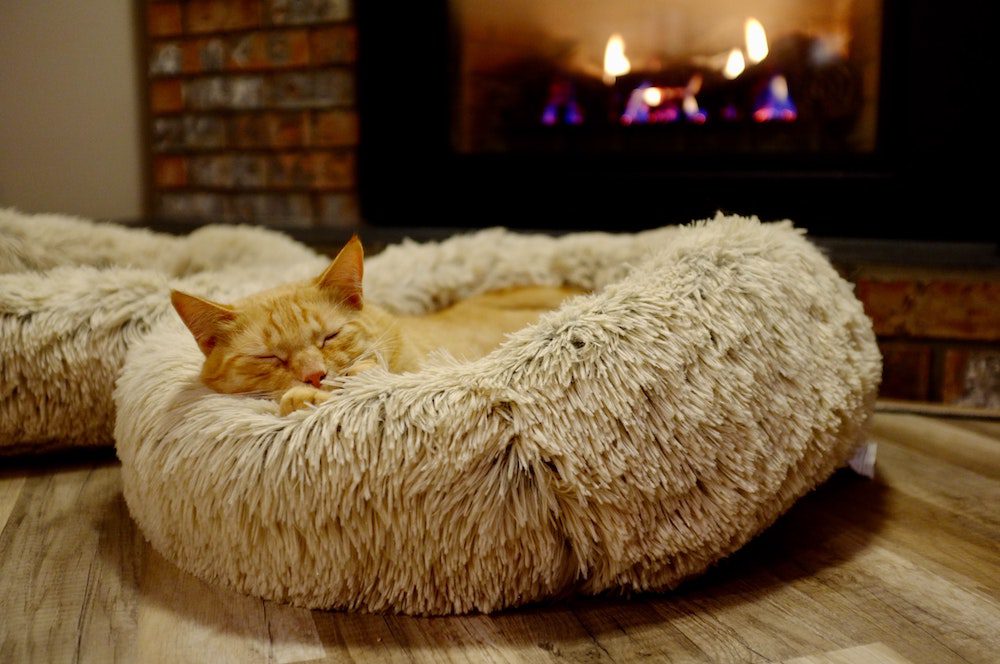 Cat sleeping in front of a fireplace