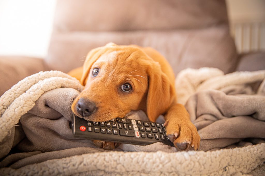 merlot chewing tv remote