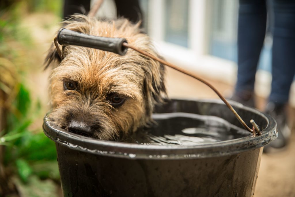 Dog drinking from a bucket