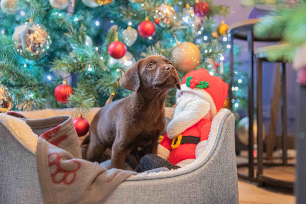 Puppy in a bed in front of a Christmas tree