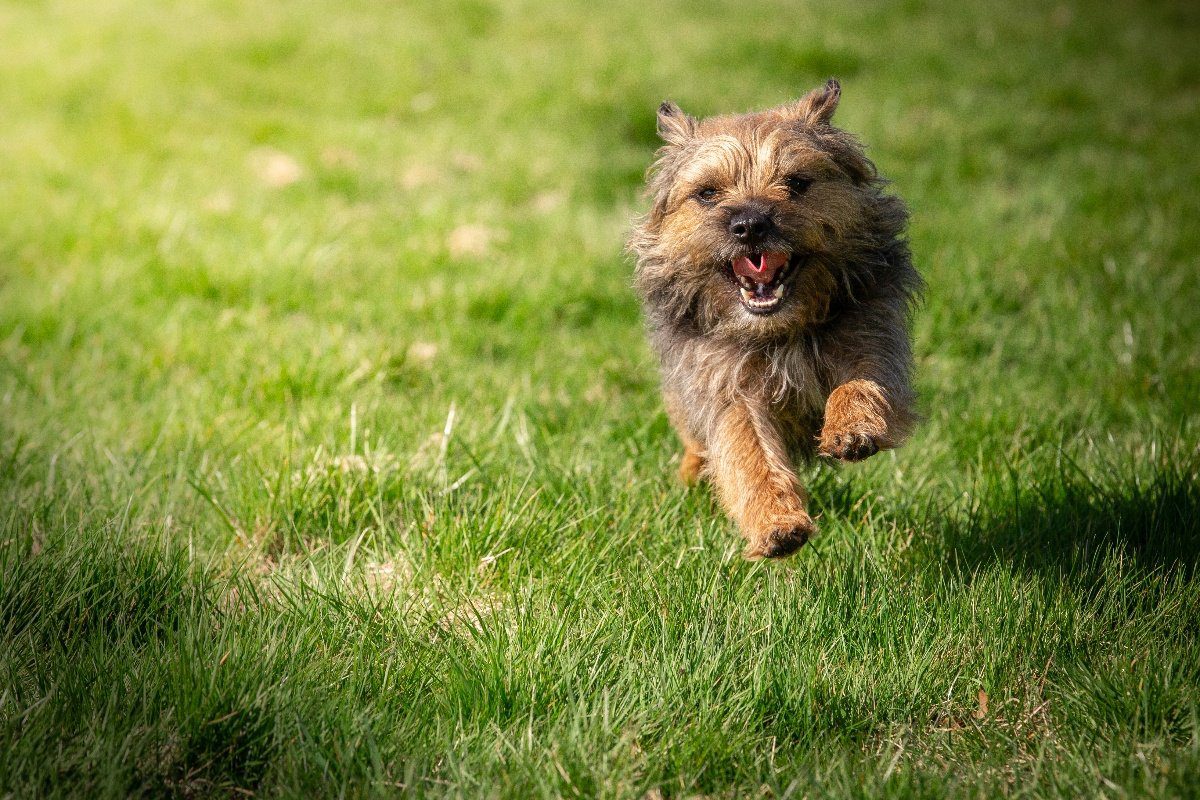 Small dog running in field