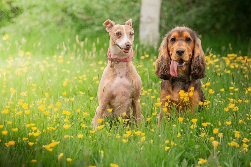 Two dogs sitting in a field