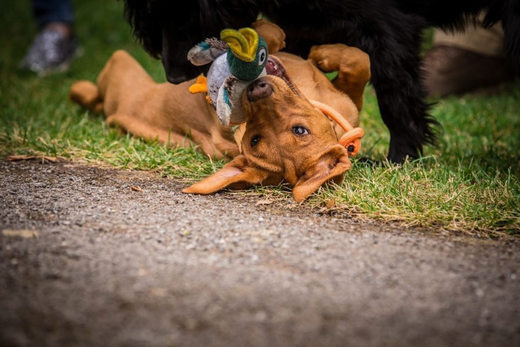 Two dogs playing with duck toy