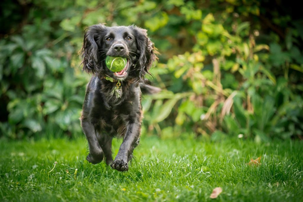Dog running with ball in mouth