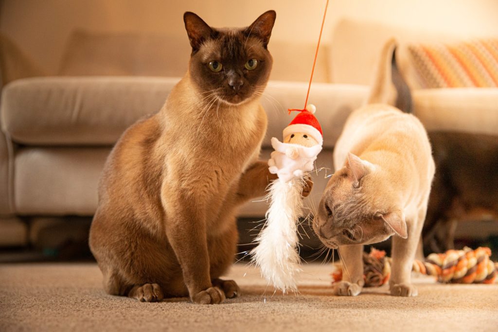 Two cats playing with Christmas themed toy
