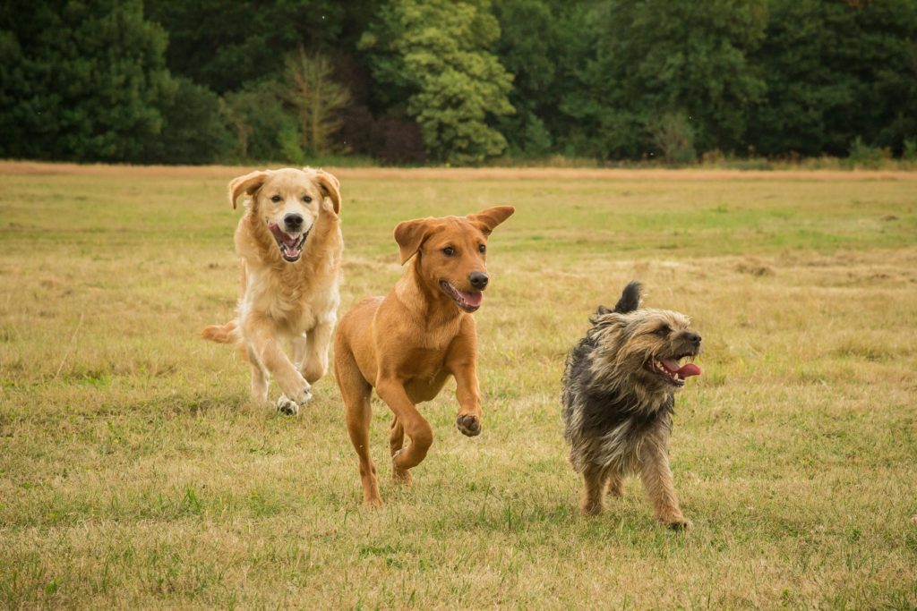 Three dogs running