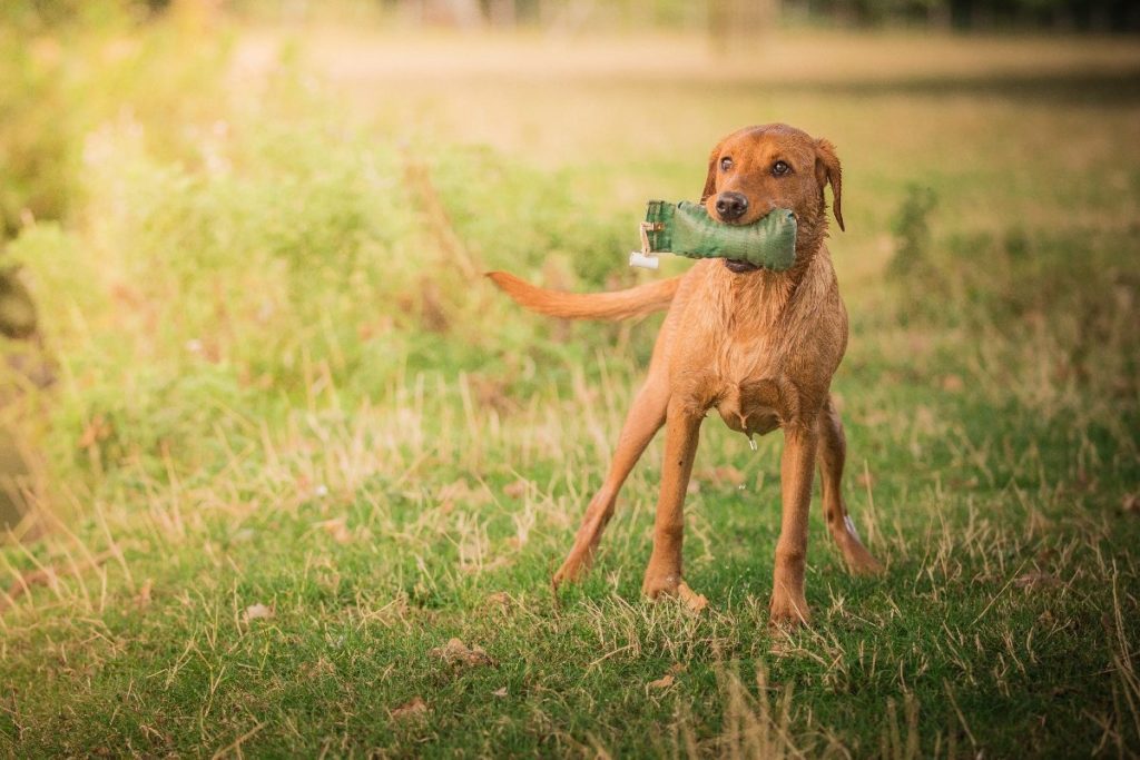 Puppy playing with green toy