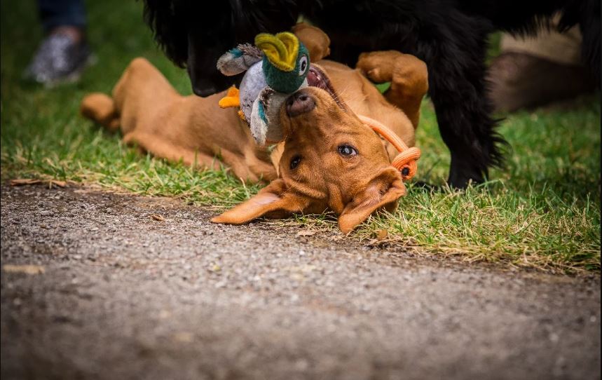Two dogs playing with duck toy