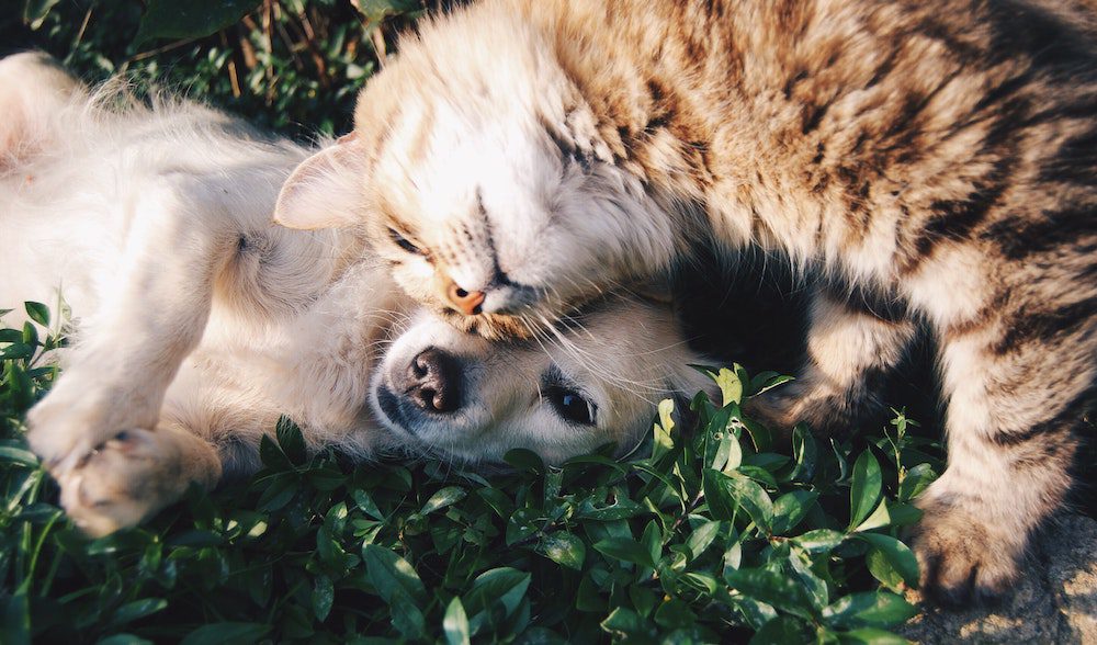 Cat and puppy playing