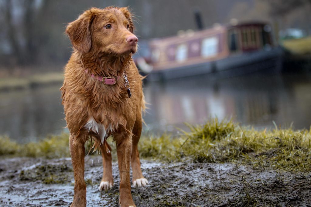 Wet dog in mud