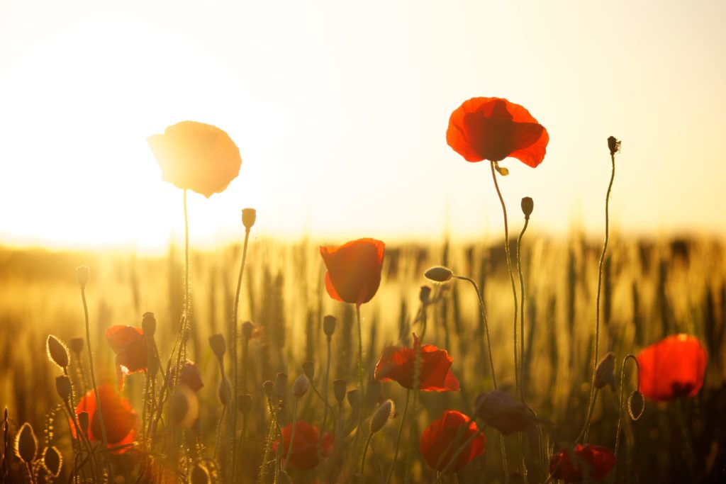 Poppies in a field with a sunset