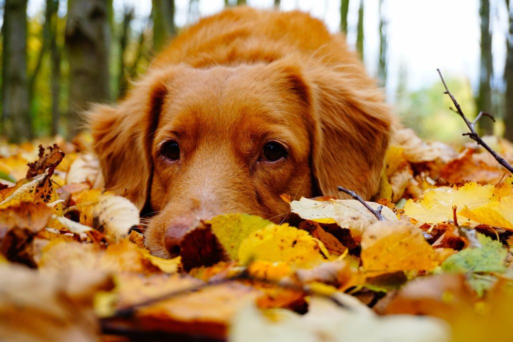 Dog in autumn coloured leaves