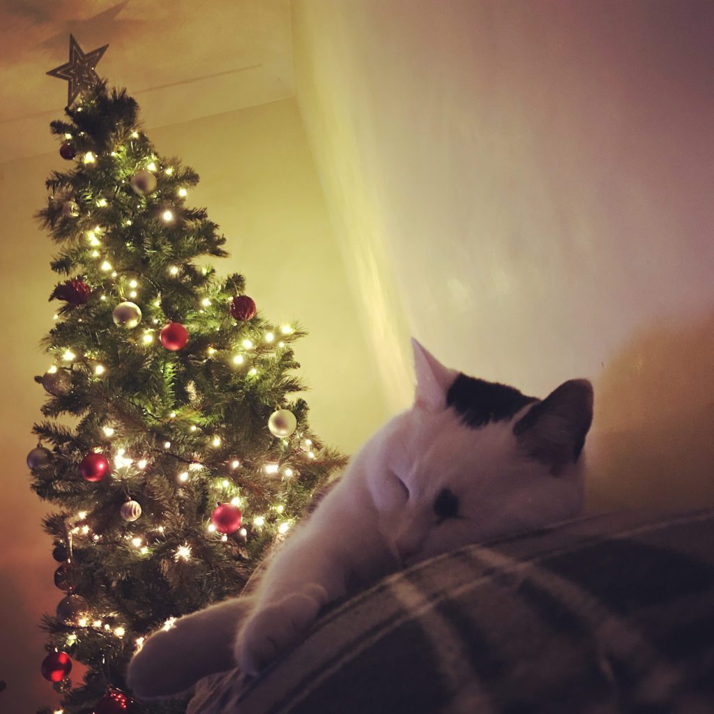 Cat sleeping next to Christmas tree