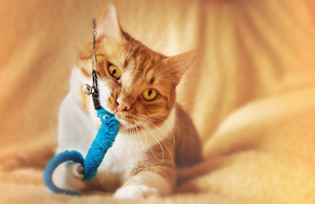 Cat playing with blue toy