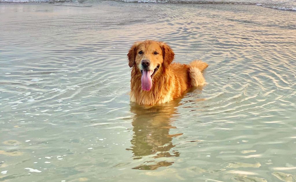 Dog laying in ocean