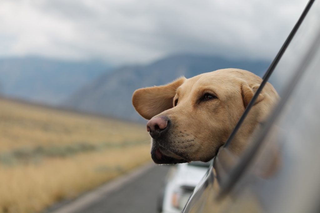 Dog with head out the window