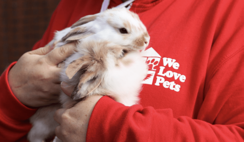 Person holding two rabbits