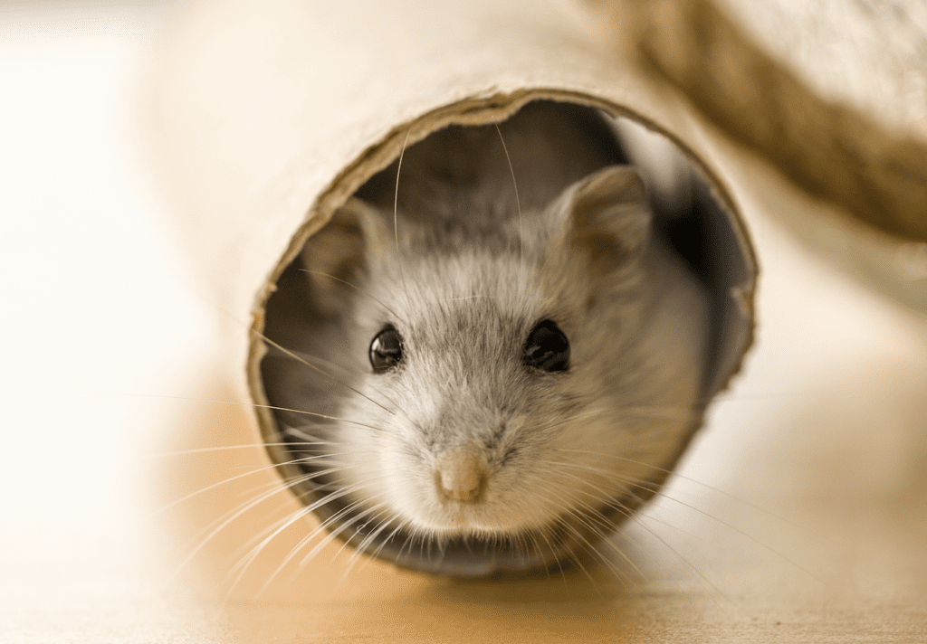 Hamster in a tunnel